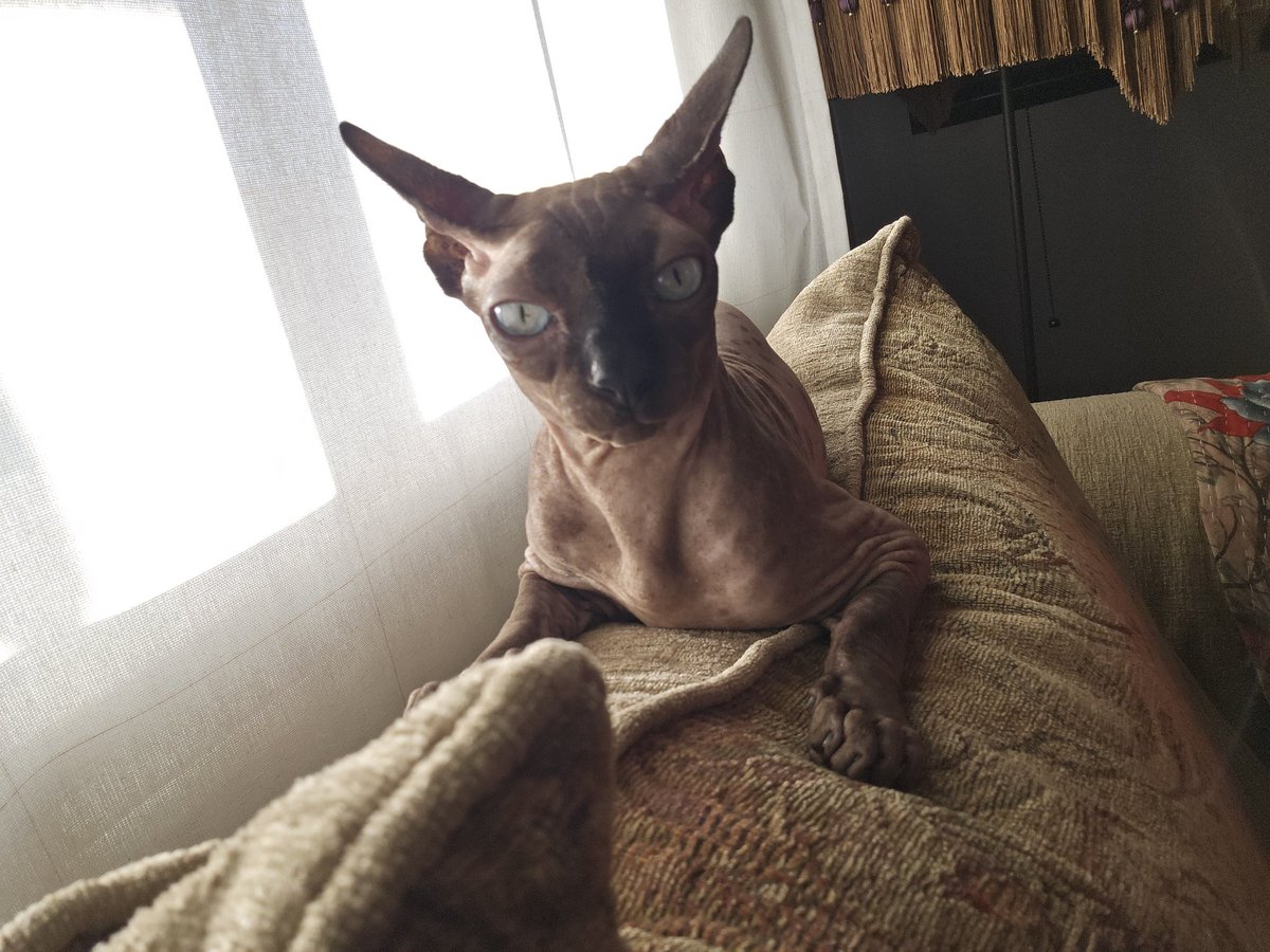 「everest 」 tweet media