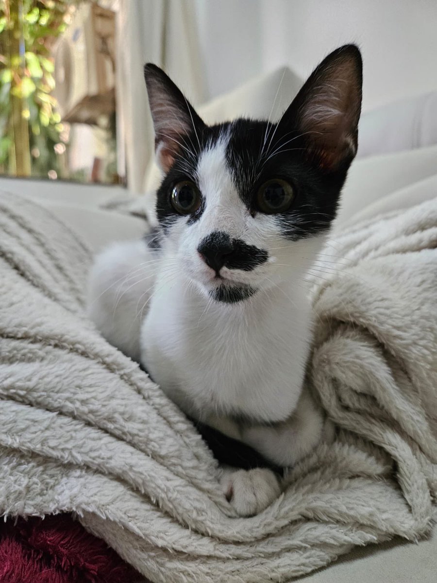 Salvando Hocicos Paraguay tweet media