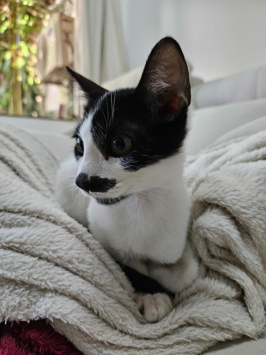 Salvando Hocicos Paraguay tweet media