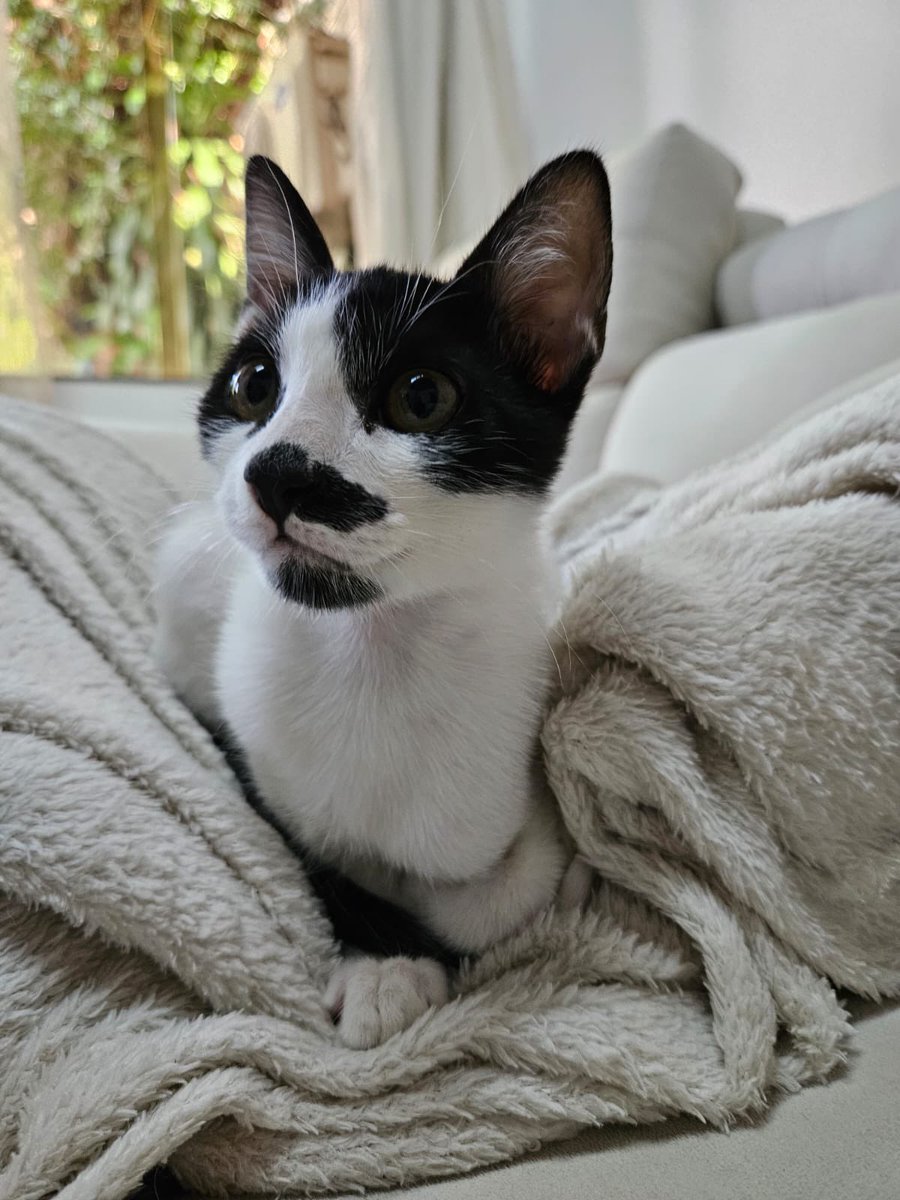 Salvando Hocicos Paraguay tweet media