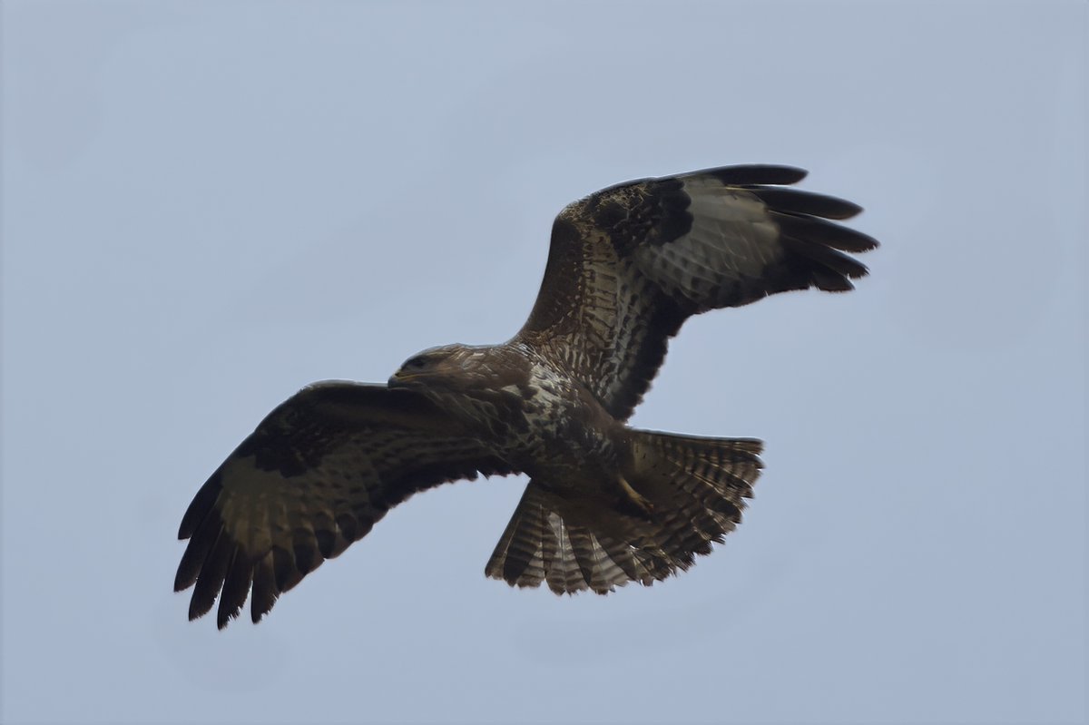 Phil Burnside tweet media