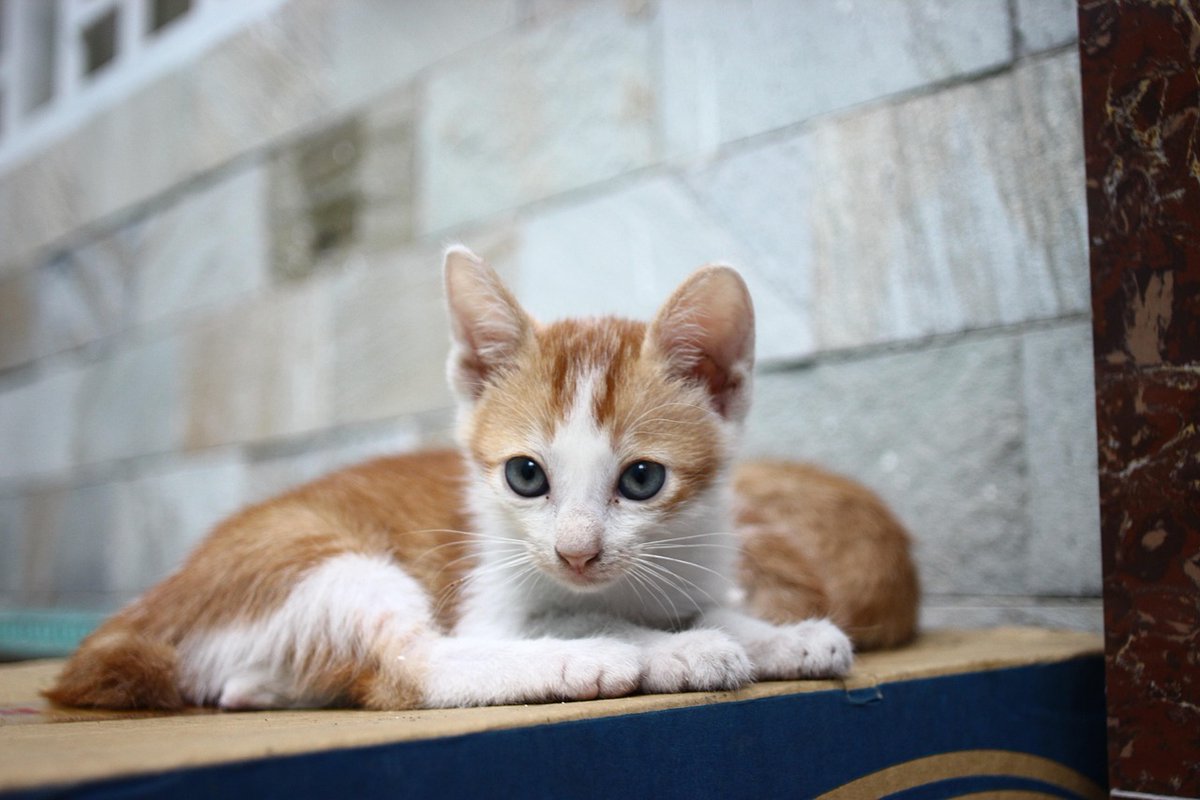 เชอเอม🍂รับแลกรี🍂 tweet media