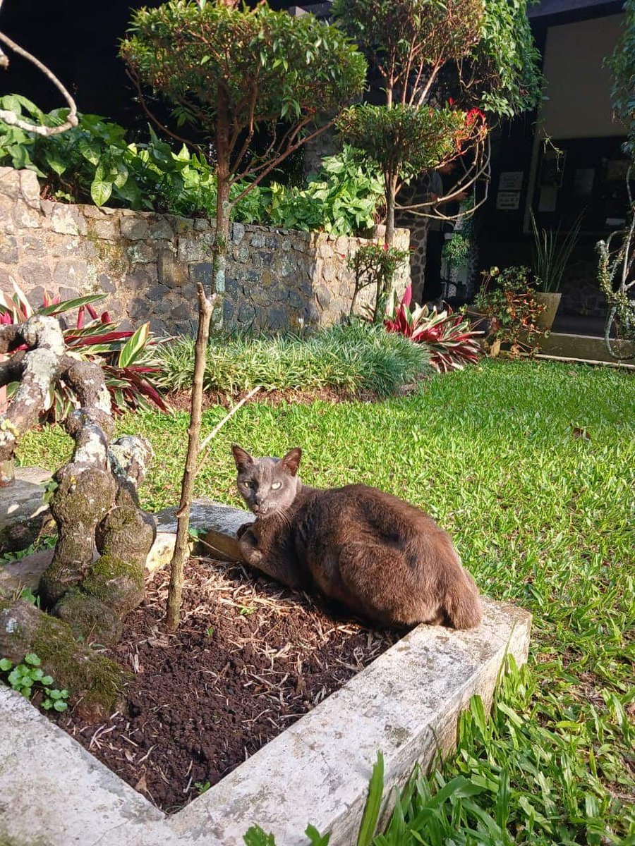 Aufar_R's tweet photo. The mengabu depan is eeping peacefully 🐈‍⬛🥹😴😸 https://t.co/LTPvXLHm6U