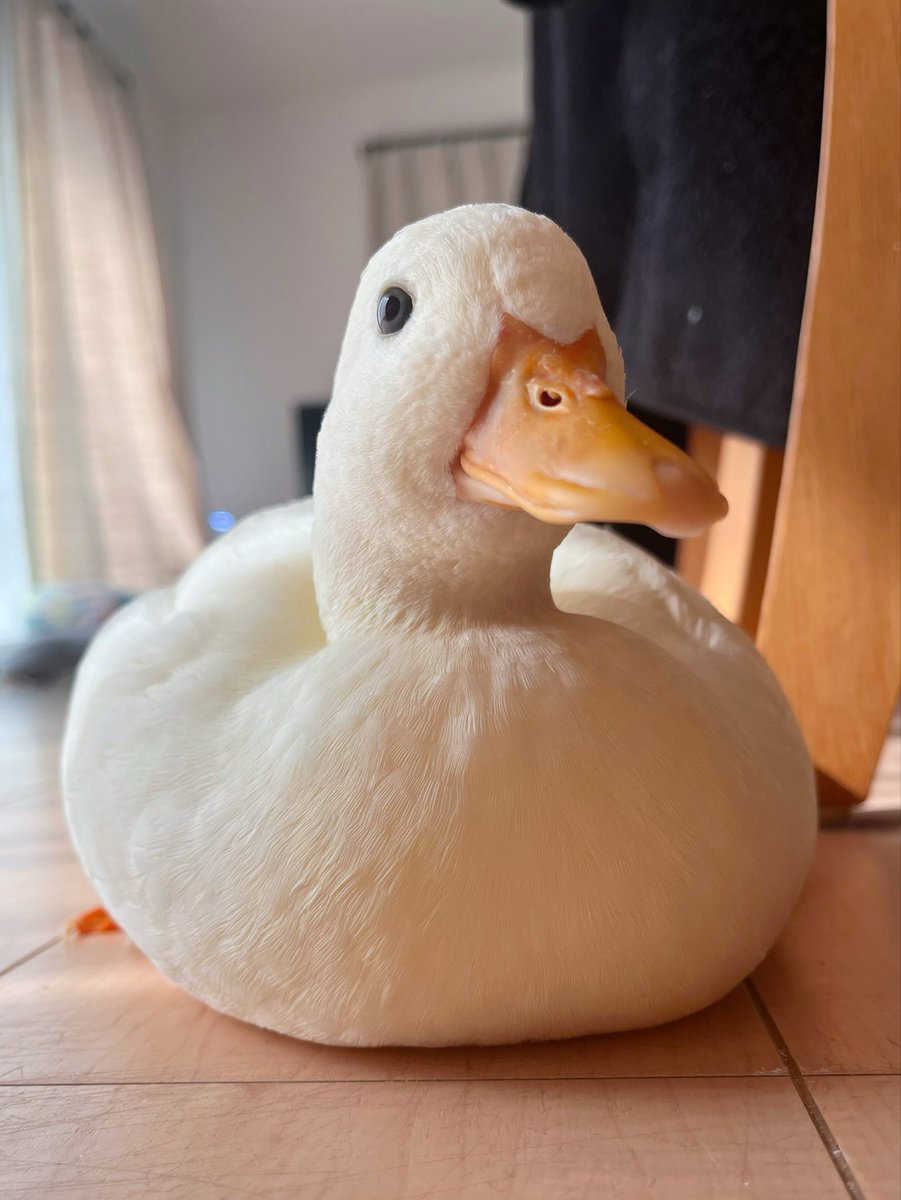 コールダックしろみと従者𓅰 tweet media