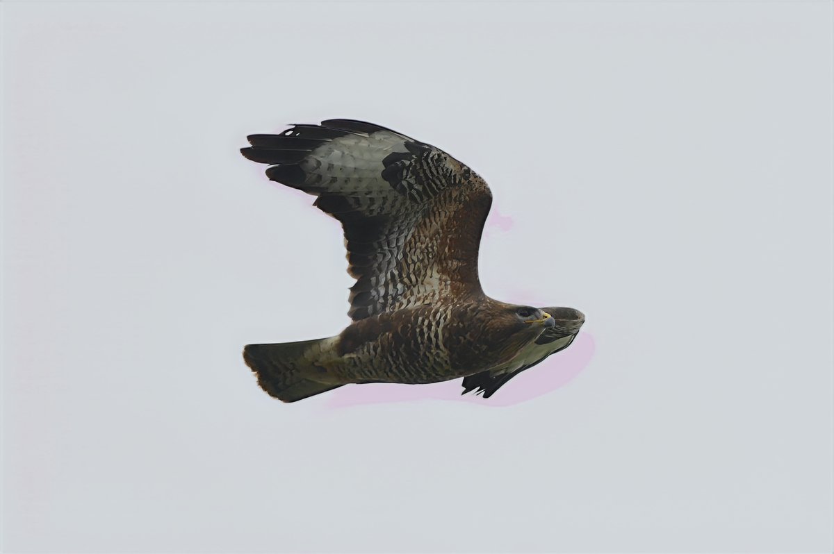 Phil Burnside tweet media