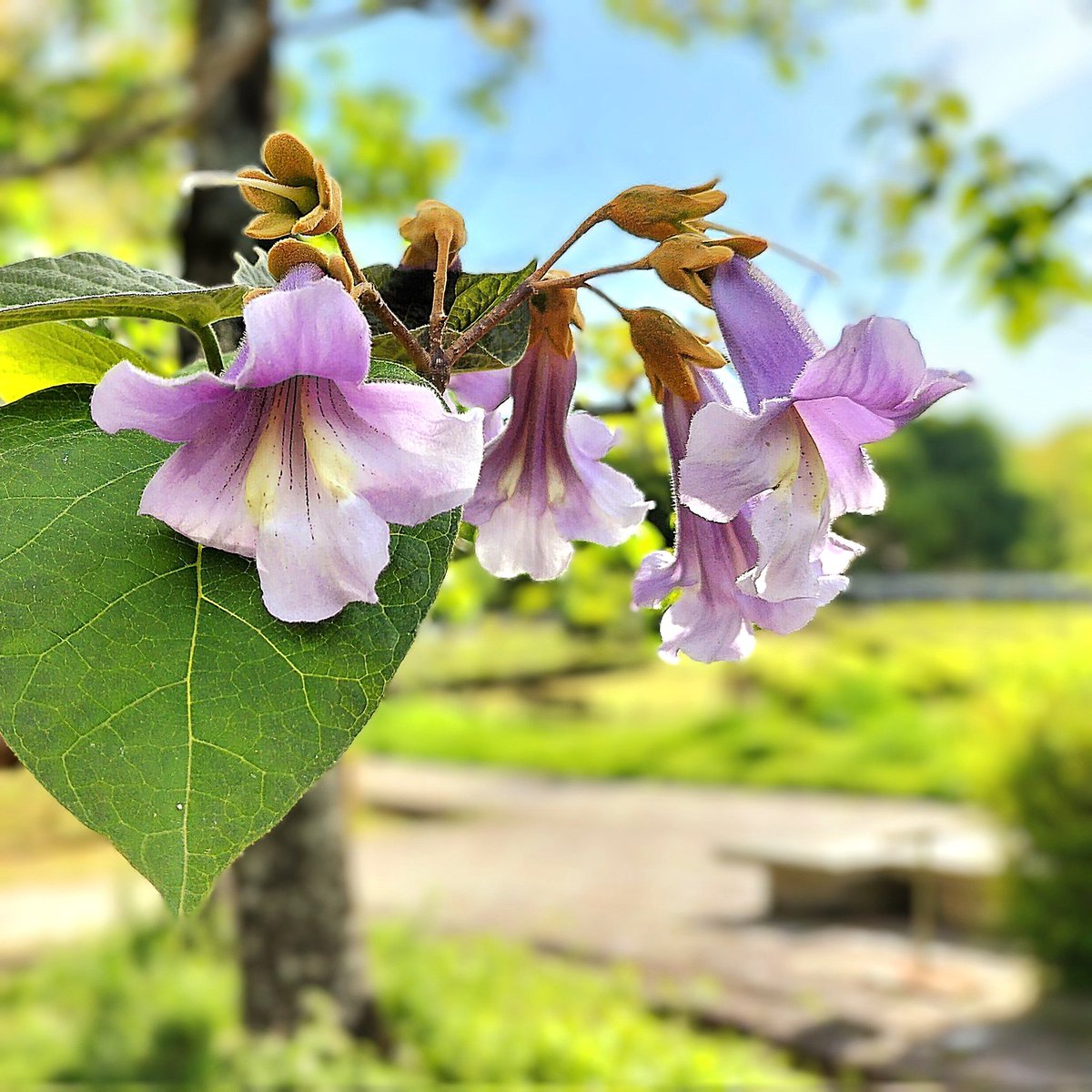 💙青い空と、満腹太郎💙 tweet media