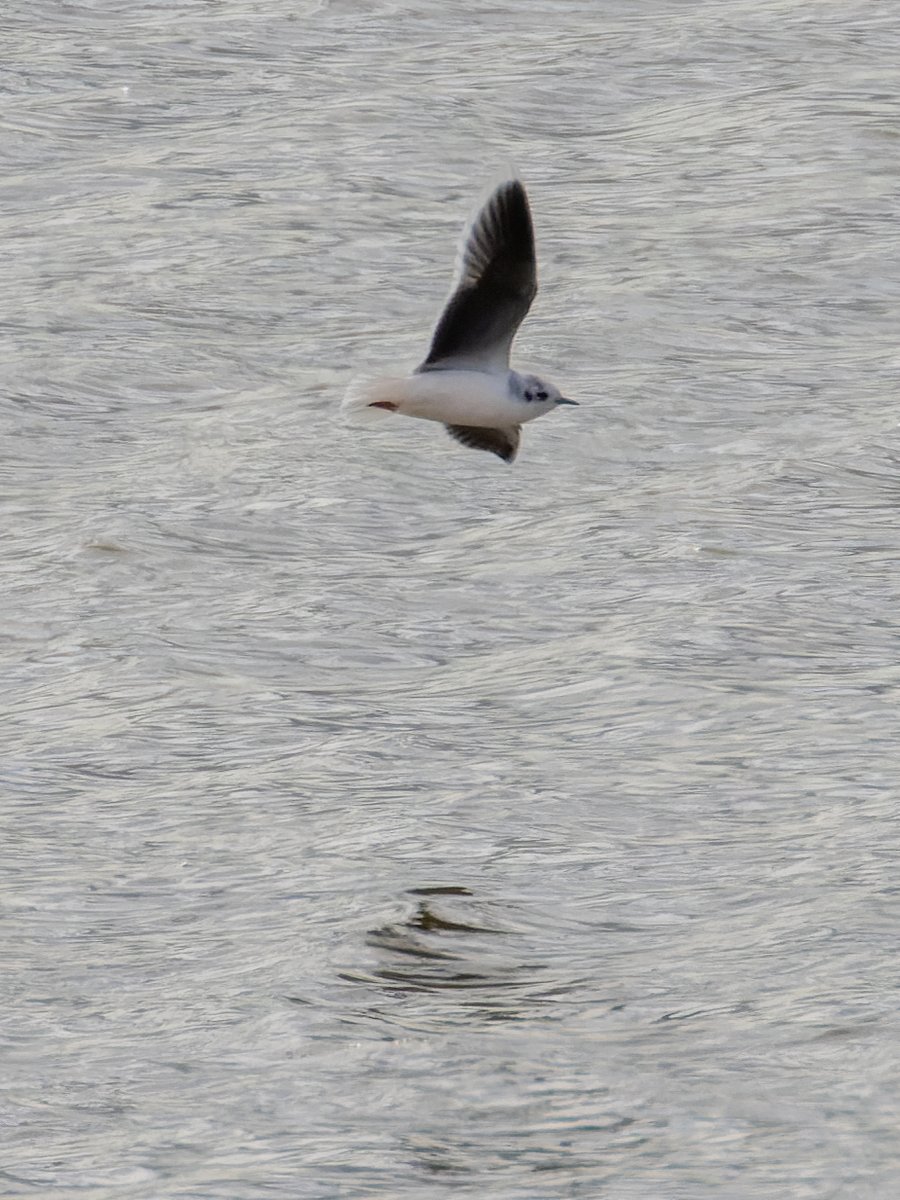 Pete Sutton tweet media