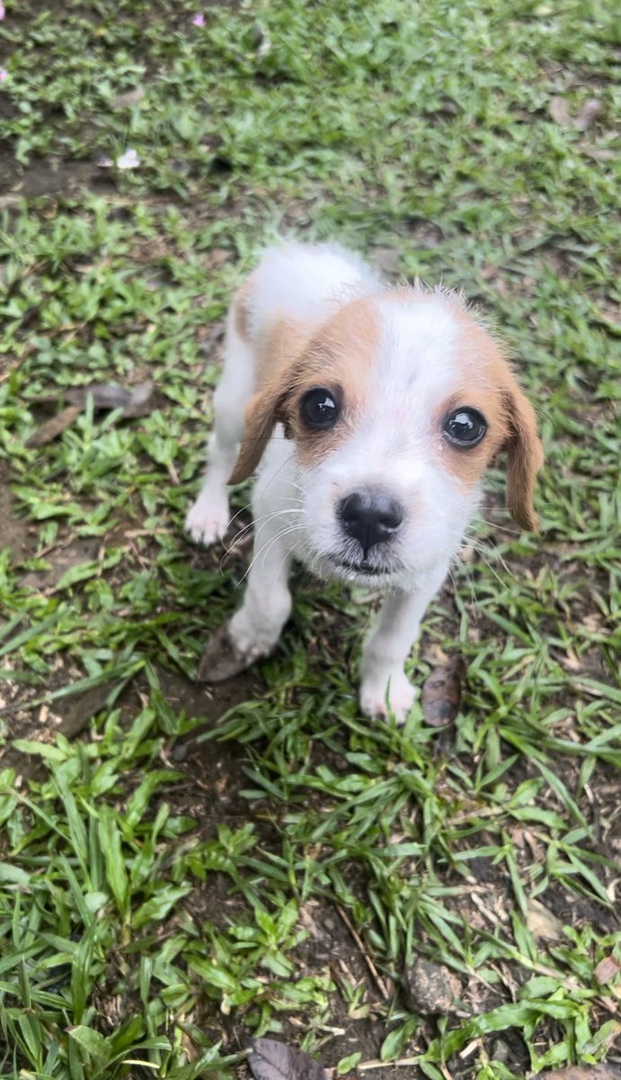 PauPanderetas's tweet photo. Burbuja recién rescatada // Burbuja hoy en día 🥰🥰 https://t.co/zovzr10Pfh