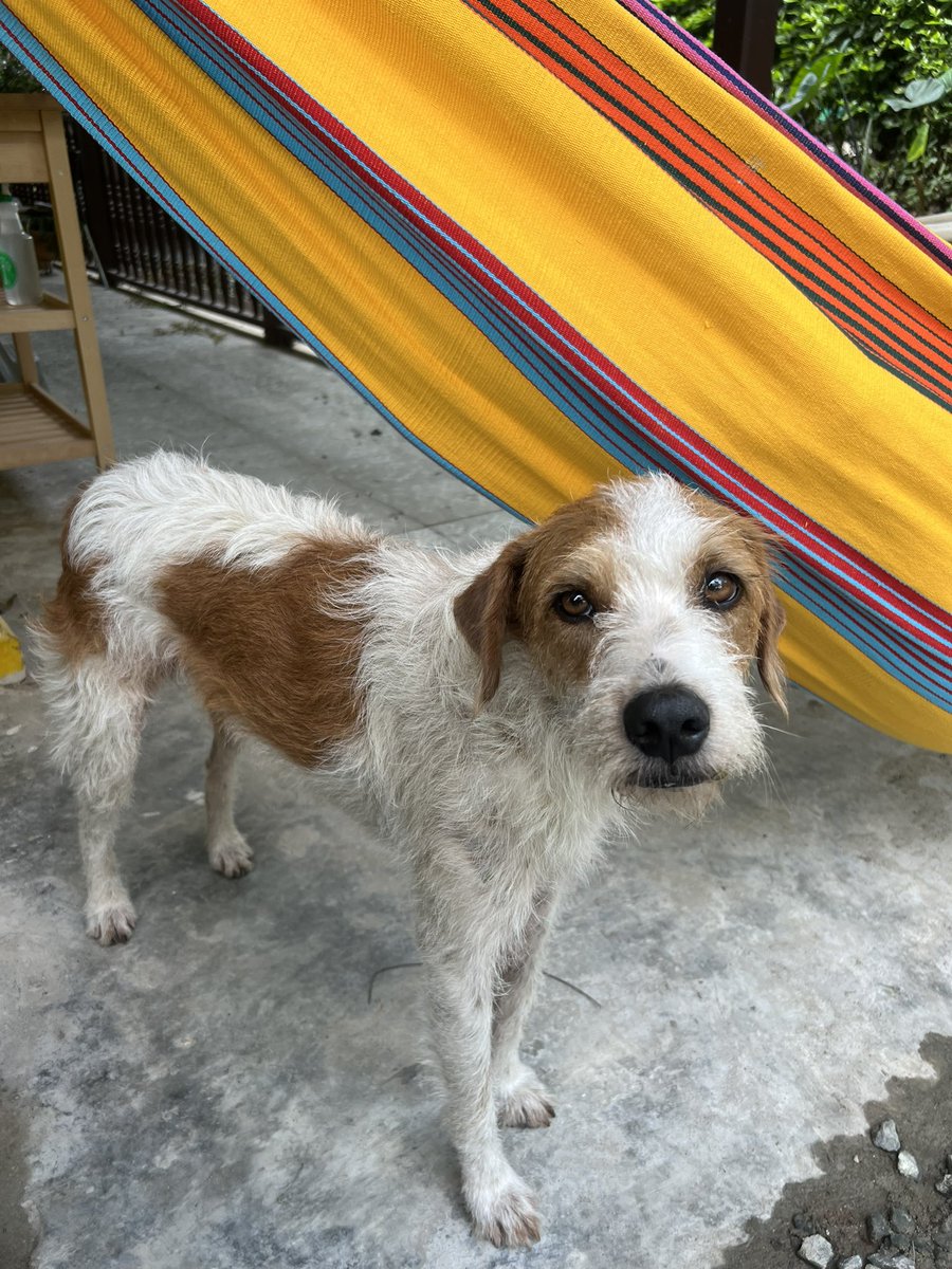 PauPanderetas's tweet photo. Burbuja recién rescatada // Burbuja hoy en día 🥰🥰 https://t.co/zovzr10Pfh