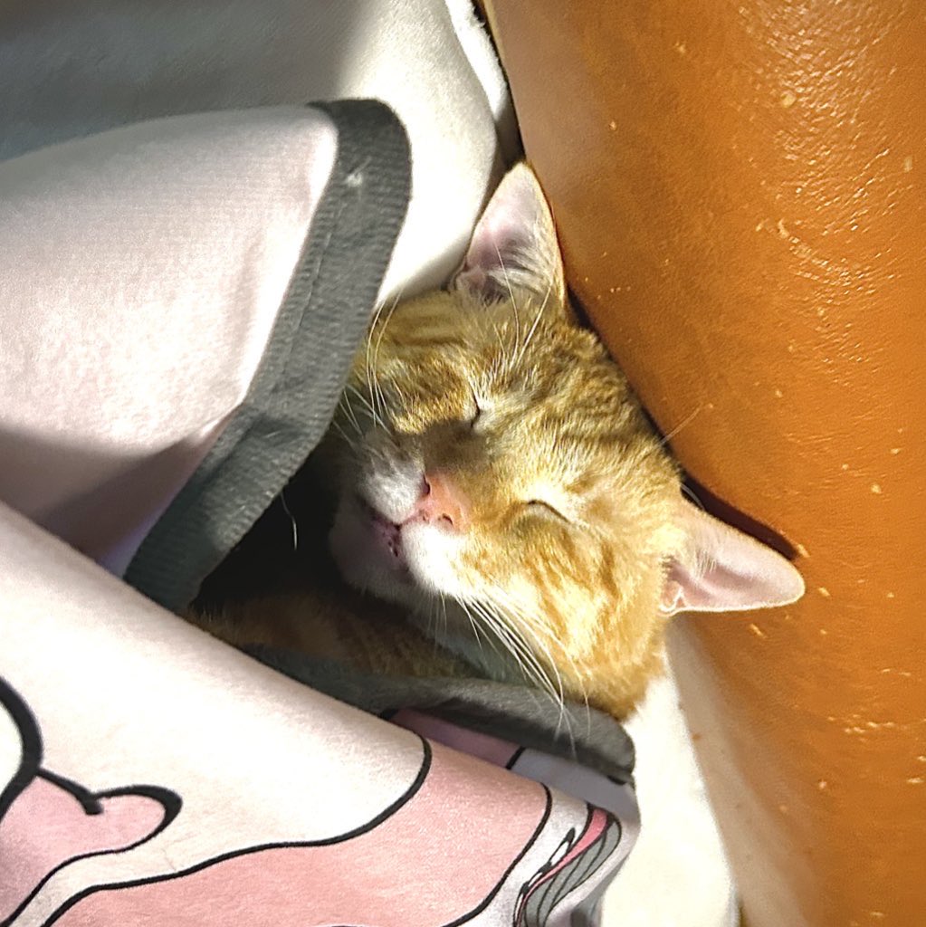 ビール猫🍺 tweet media