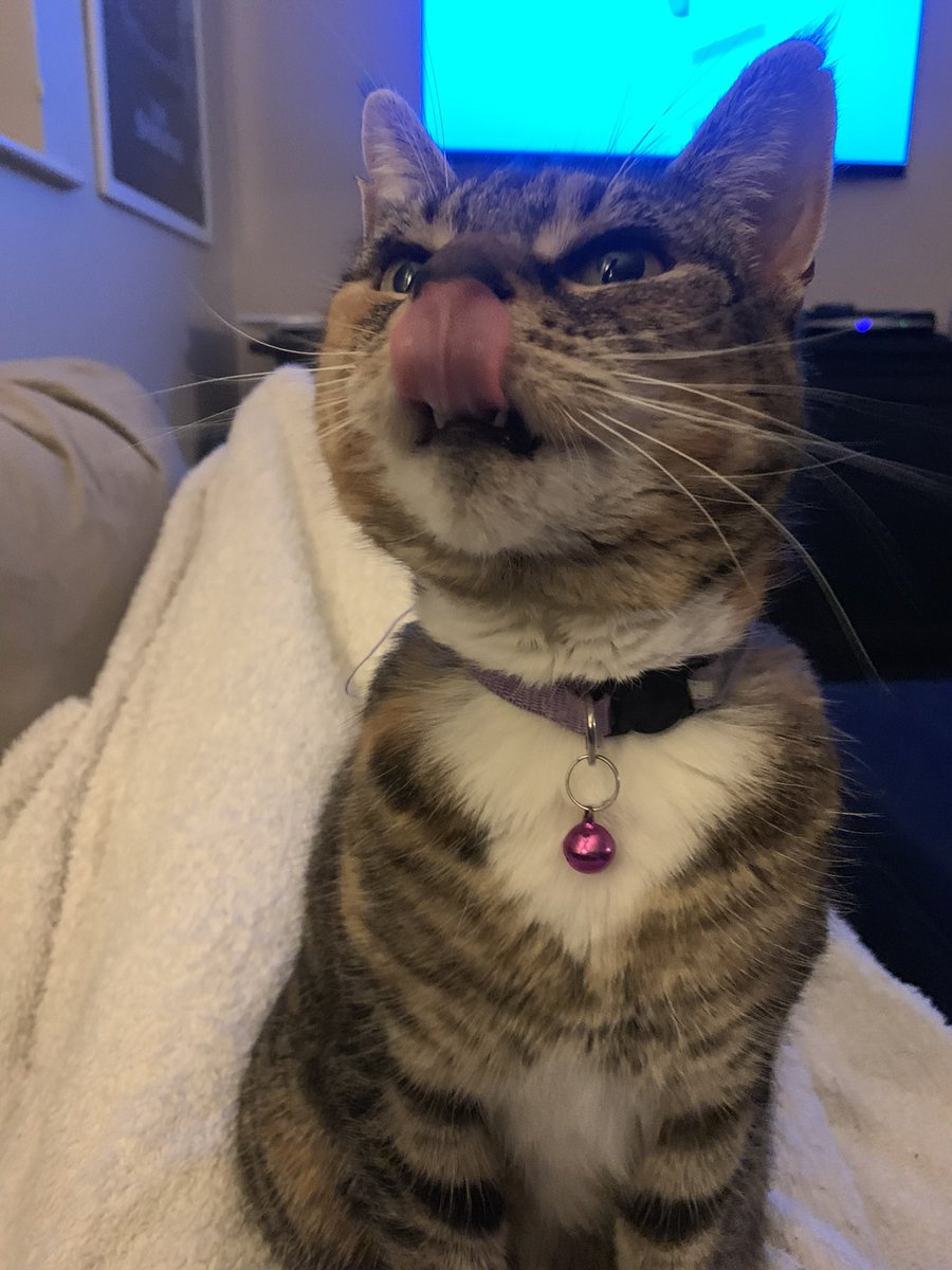 Camilla Tominey tweet media