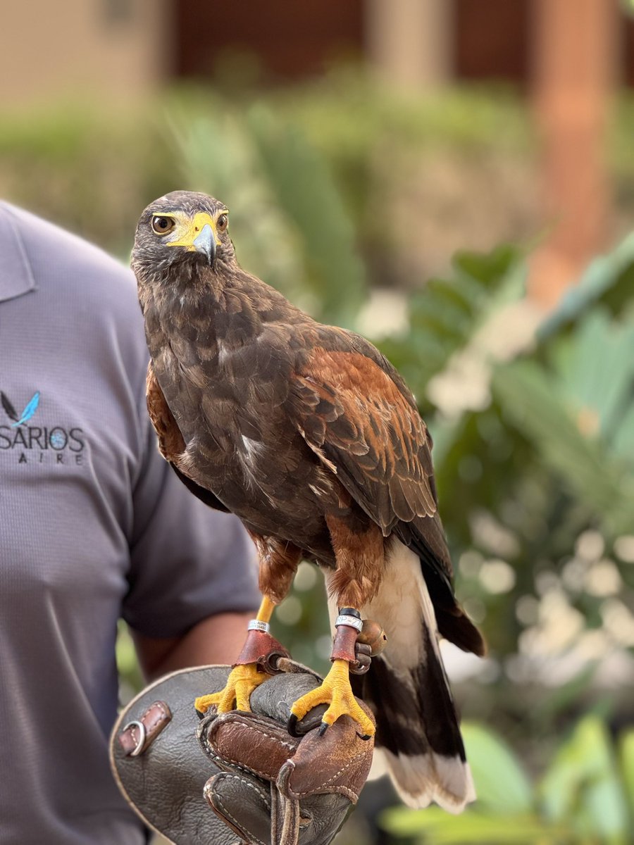 Nicholas Rosen | The World Overload tweet media