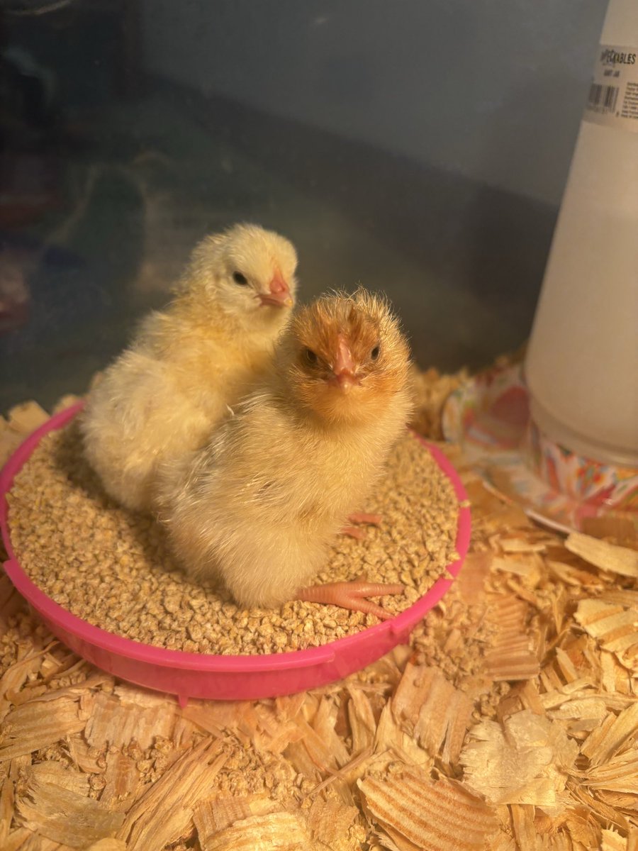 So many hands on learning experiences happening 4th grade right now. But I think is the core memory they will always treasure… our chicks have arrived!! <a href="/Geistgators/">Geist Elementary</a> <a href="/HSESchools/">Hamilton Southeastern Schools</a> #ALLin