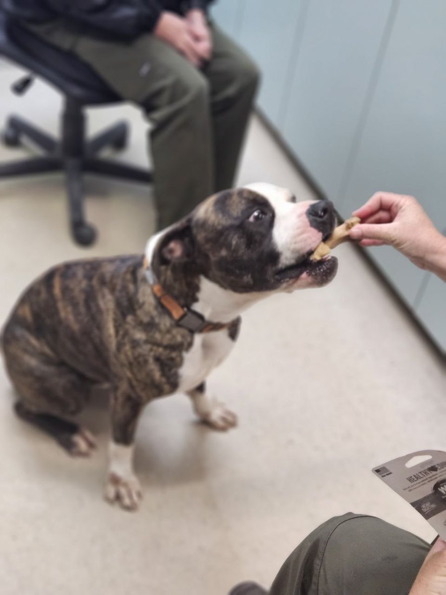 Amber, Belle & Kingston 🐾 tweet media