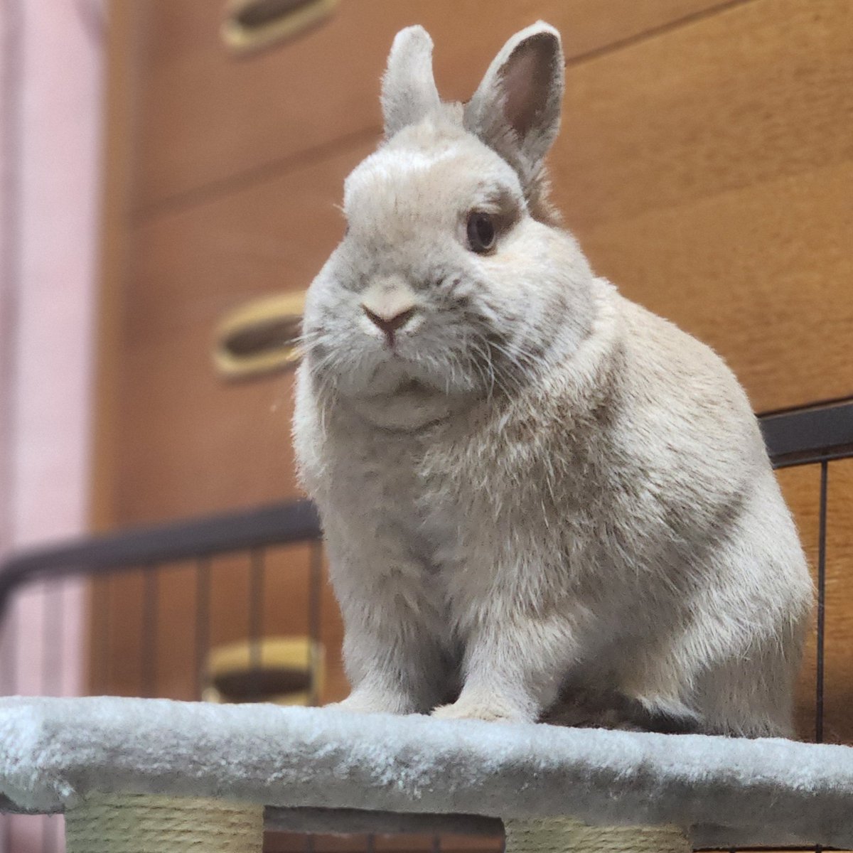 T7ふぉんNP tweet media