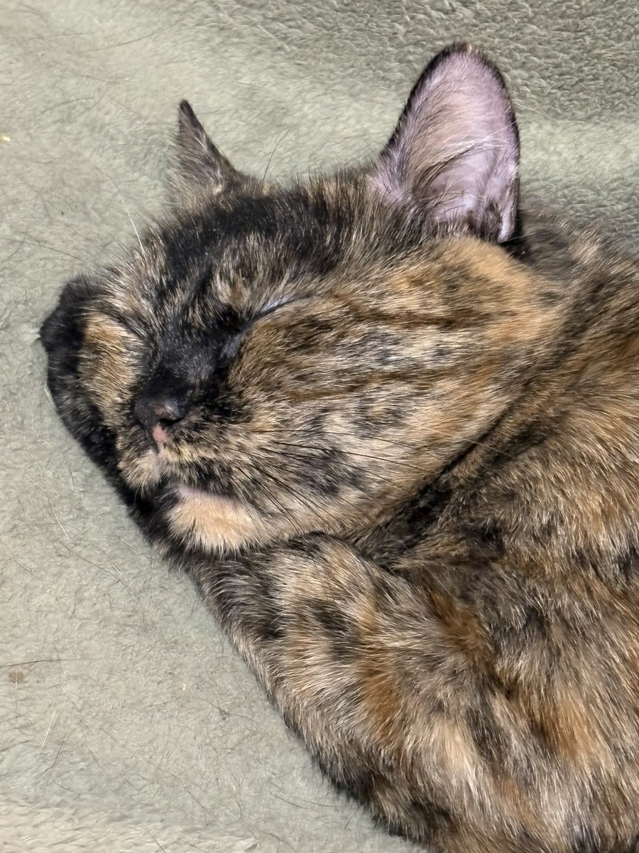 OᖇᑕᗩGIᖇᒪ🐬 tweet media