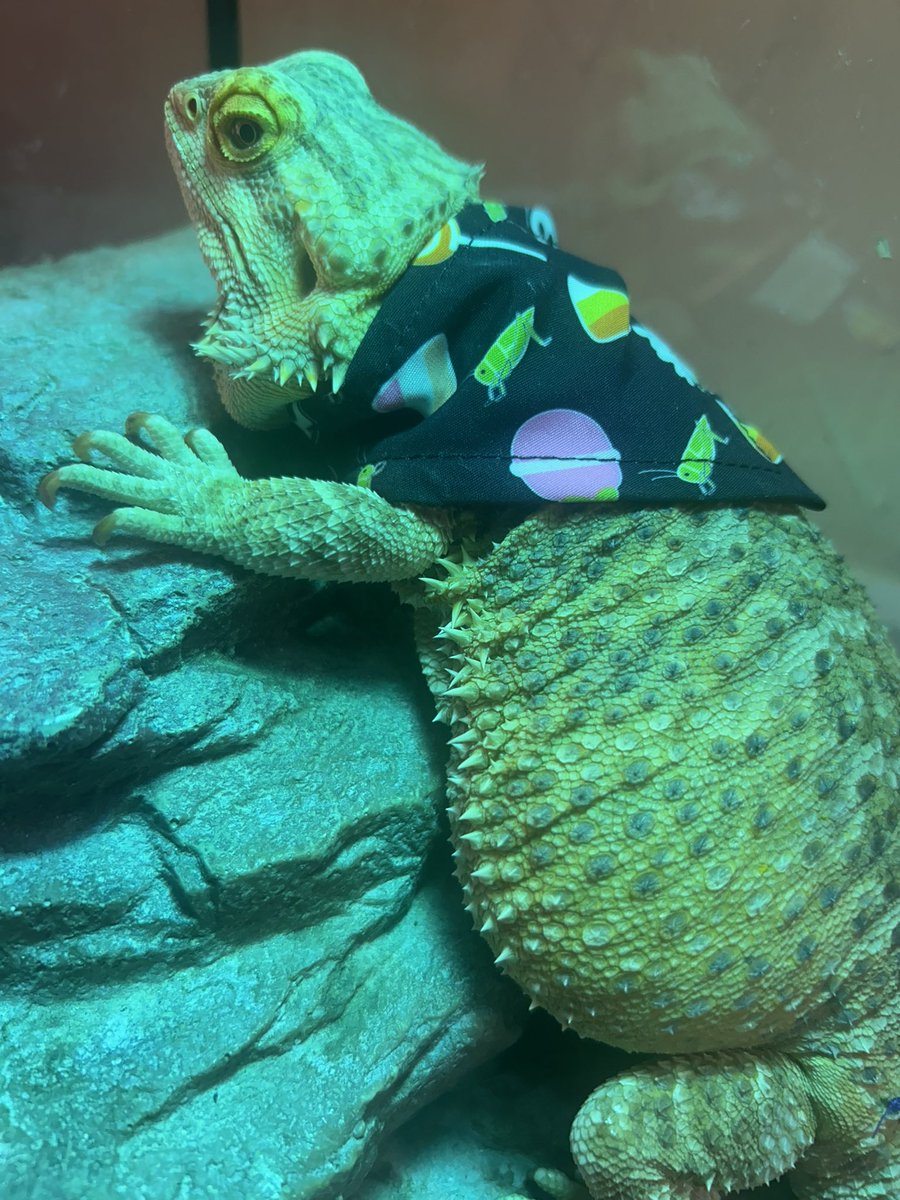 David Ries tweet media