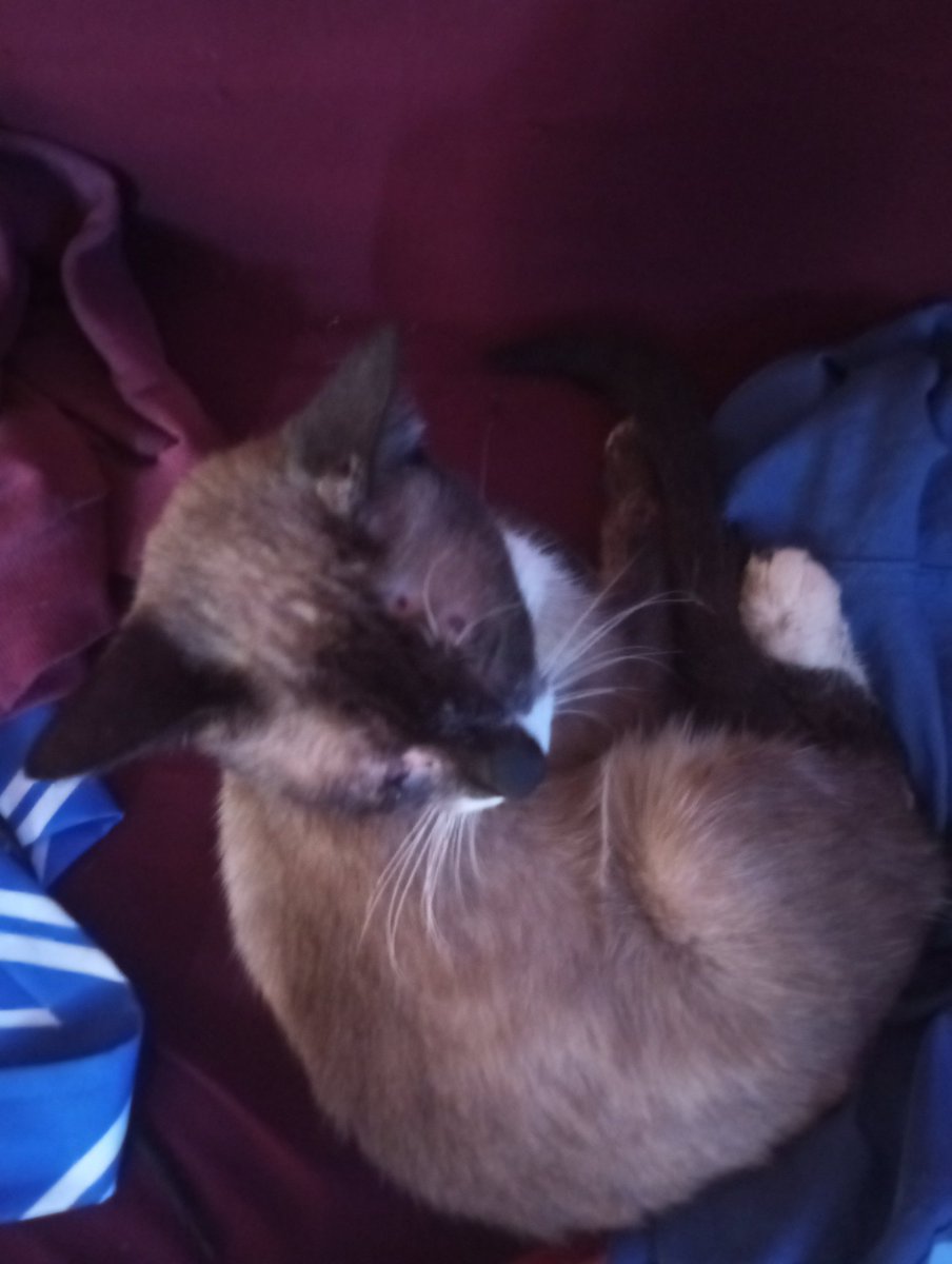 ℒℯ𝓈𝓉𝓇𝒶𝓃ℊℯ. 𓅓 tweet media