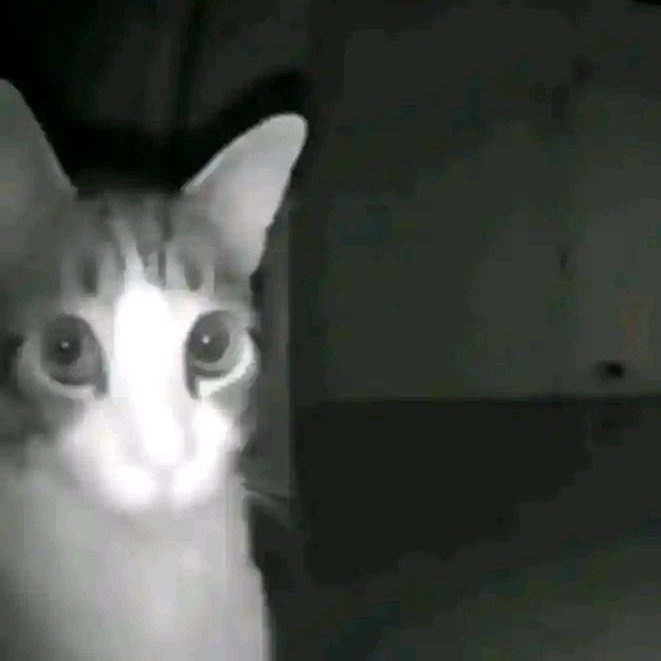 Jonh-el-dasher? tweet media