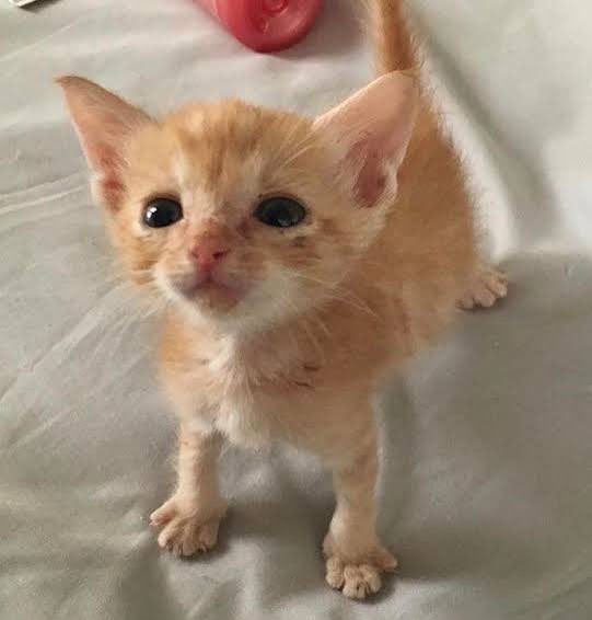 Martin Jenever tweet media