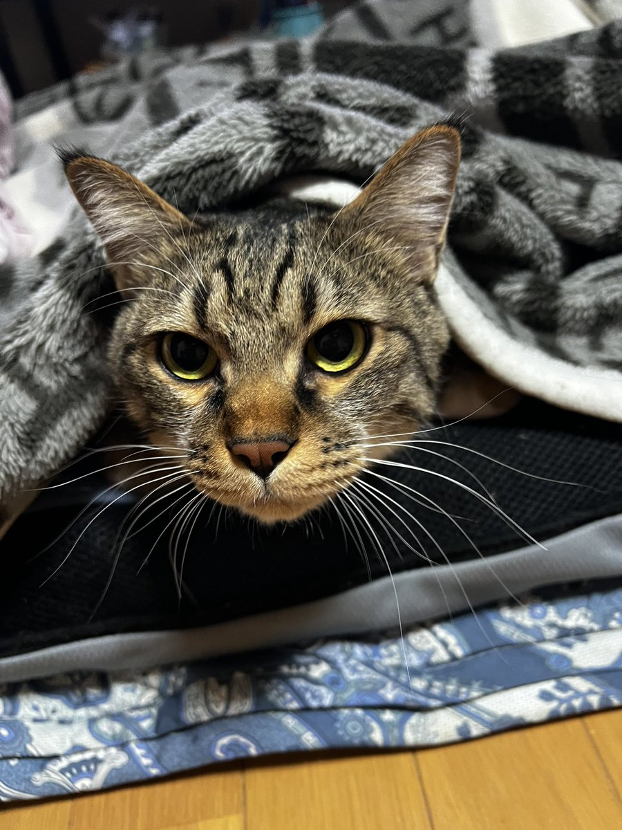 178テツブウ tweet media