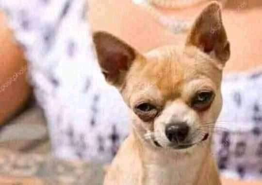 Al'TeflonDon 😎 tweet media