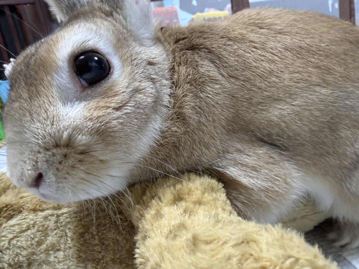 仗助🐰とAndy😛 tweet media