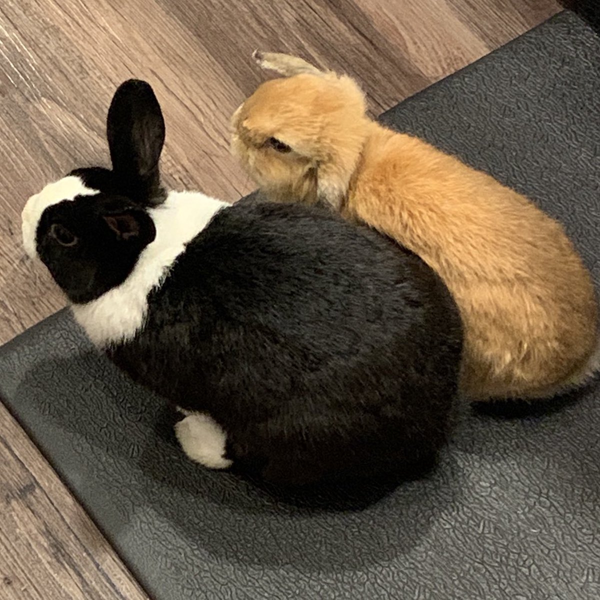 ꩜ cort // LIMITED (ᗒᗣᗕ)՞ tweet media