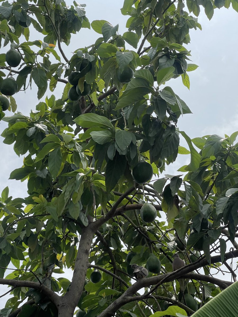 Mangy04's tweet photo. Mi primer árbol de aguacates 🥑 …. esto es un sueño!!!!! https://t.co/ej2be8CORV
