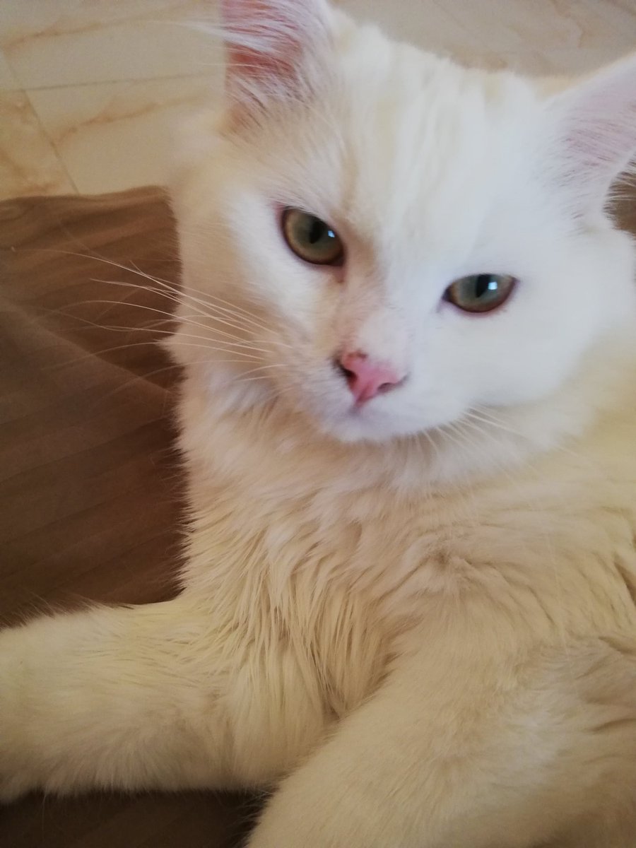 sulafthebest's tweet photo. My sweet handsome boy, I miss you 😞 https://t.co/j4KWMe5u4j
