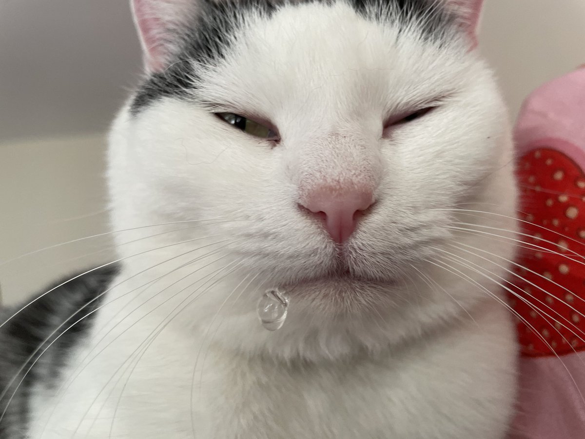 ᠸᵕ ᵕ 𐅠 tweet media