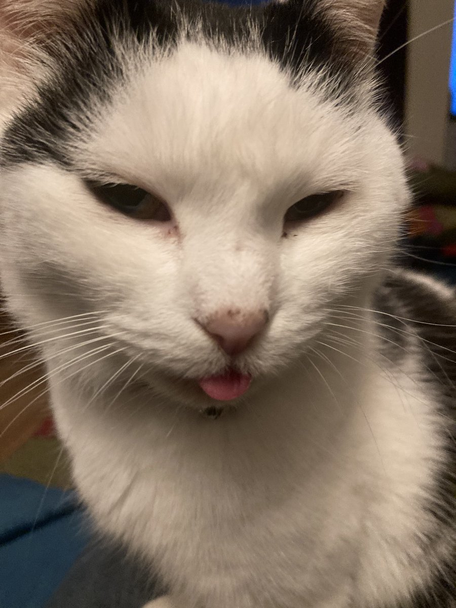 ᠸᵕ ᵕ 𐅠 tweet media