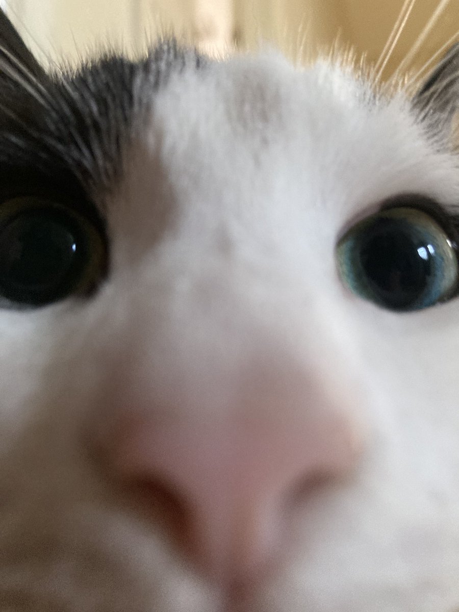 ᠸᵕ ᵕ 𐅠 tweet media