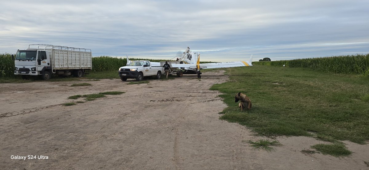 Volando maices con centeno aprovechando la buena humedad y posible lluvia el pxmo sábado