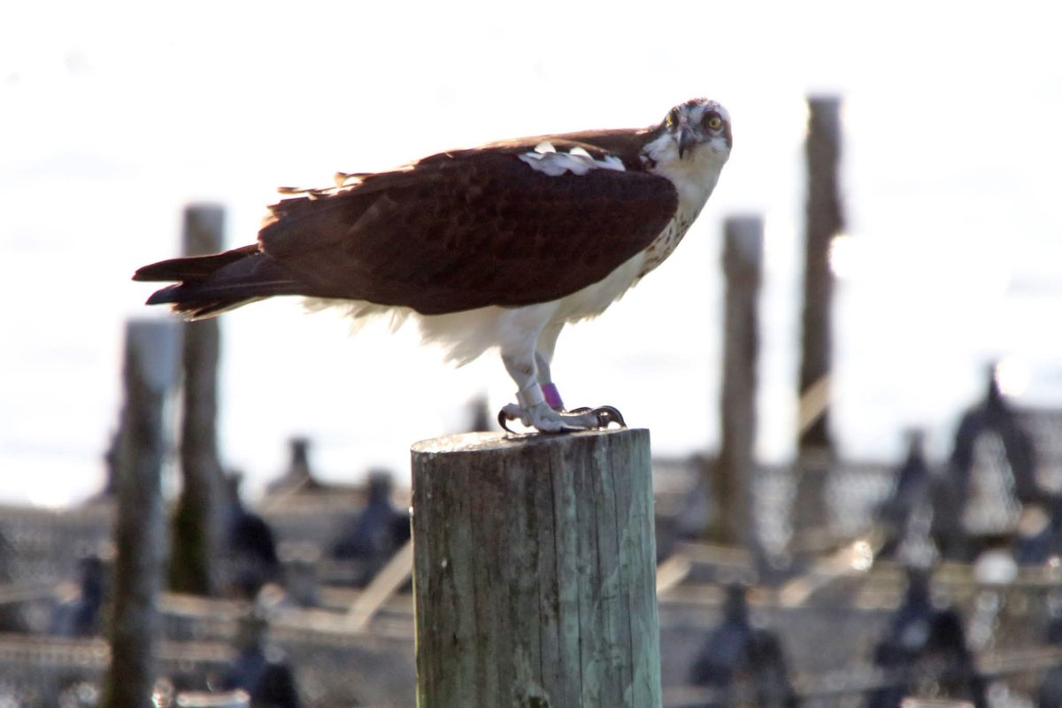 Osprey perched at Gloucester Point Beach with banded legs. <a href="/virginianpilot/">The Virginian-Pilot</a> <a href="/13NewsNow/">13News Now</a> <a href="/GloMtwsGJ/">Gazette-Journal</a> <a href="/gloquips/">GLOQuips Newsmagazine</a> <a href="/VLMuseum/">Virginia Living Museum</a>