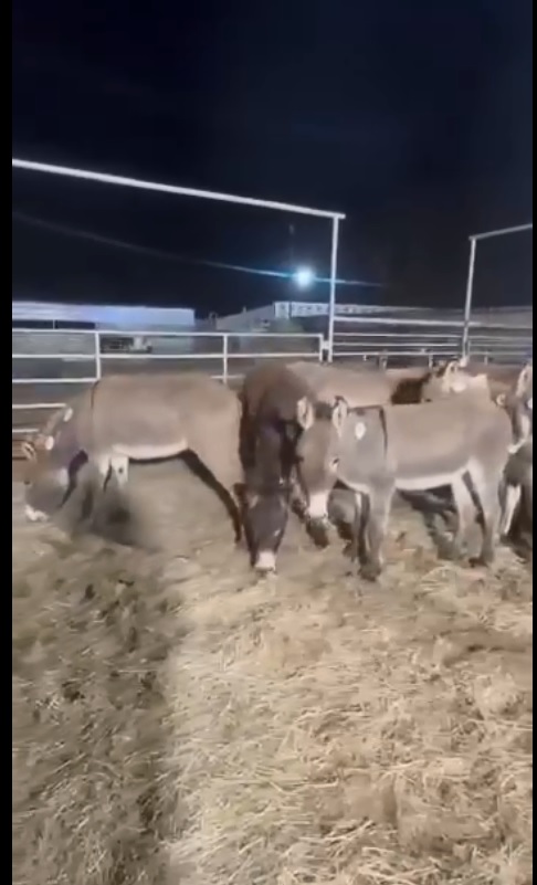 Salvation Wild Mustang Sanctuary tweet media