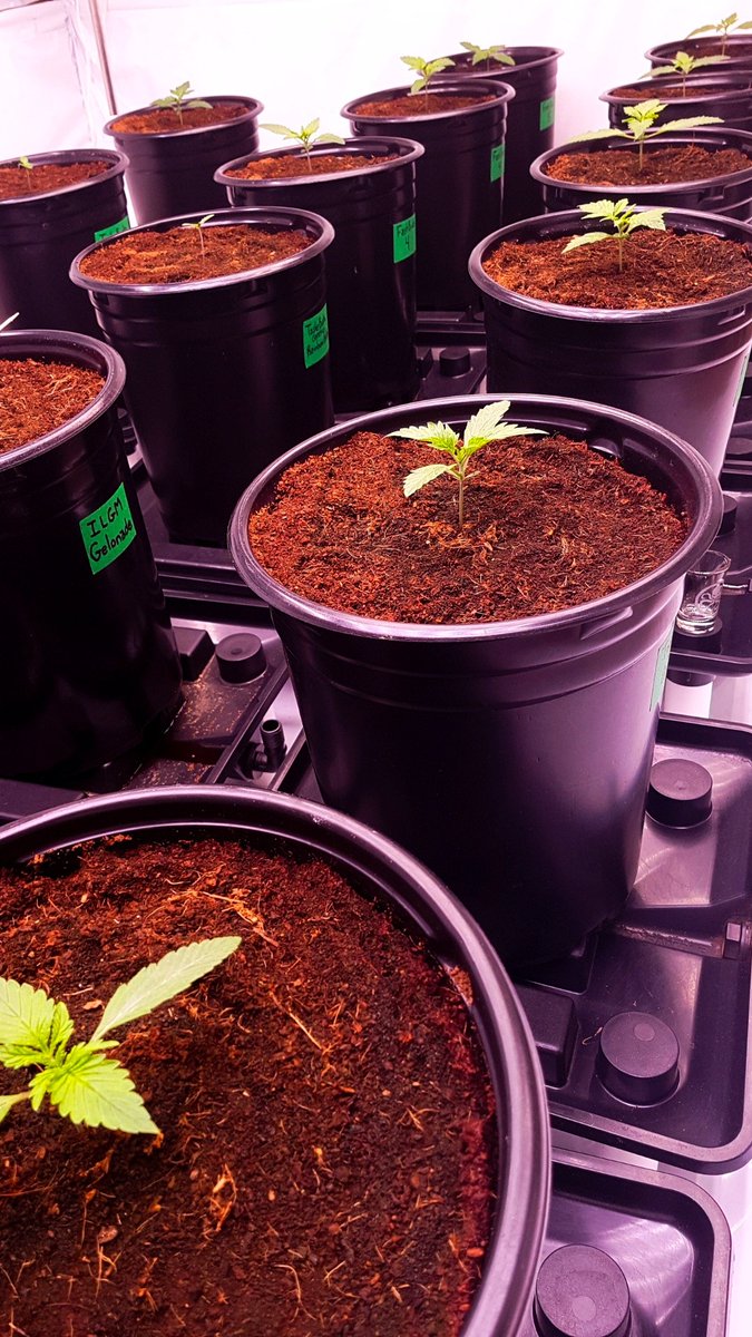 MizzFlo420Grow tweet media