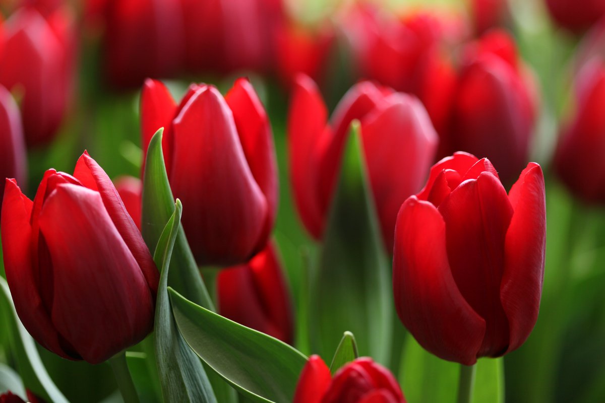 SiraSaki tweet media