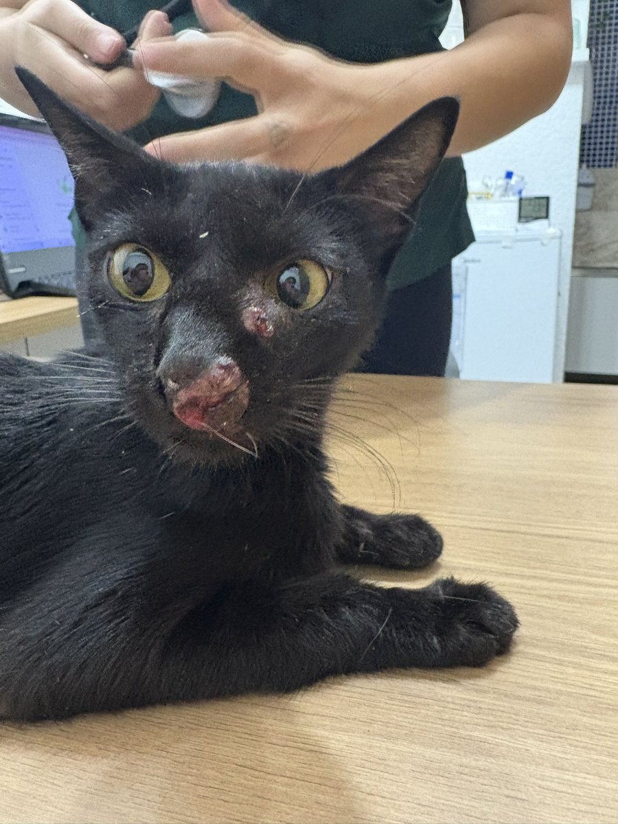 motomami tweet media