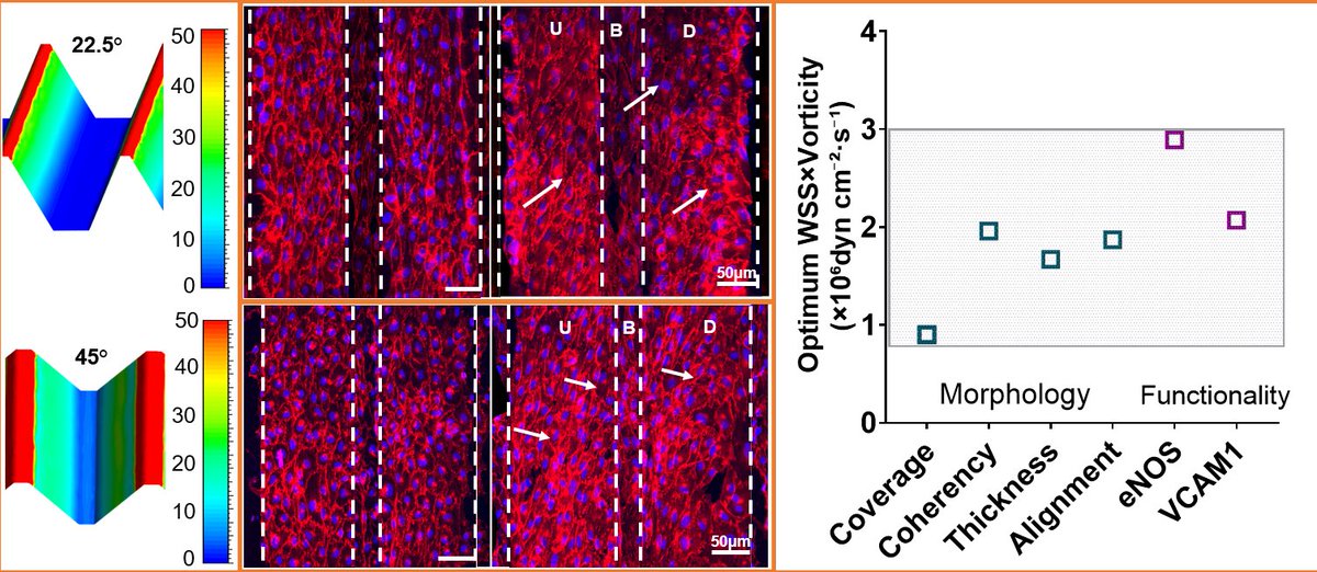 AminatModupe2's tweet photo. #Preprint Alert!
I’m excited to share our new preprint: 
“Geometry-Encoded Microtrenches Stabilize Endothelium on High Shear #Biomaterial Surfaces”.
Link https://t.co/d0uZ7DExcw

In this work, we show that meso-scale surface geometry can organize #Shear and #Vorticity https://t.co/TlgosOQP0h