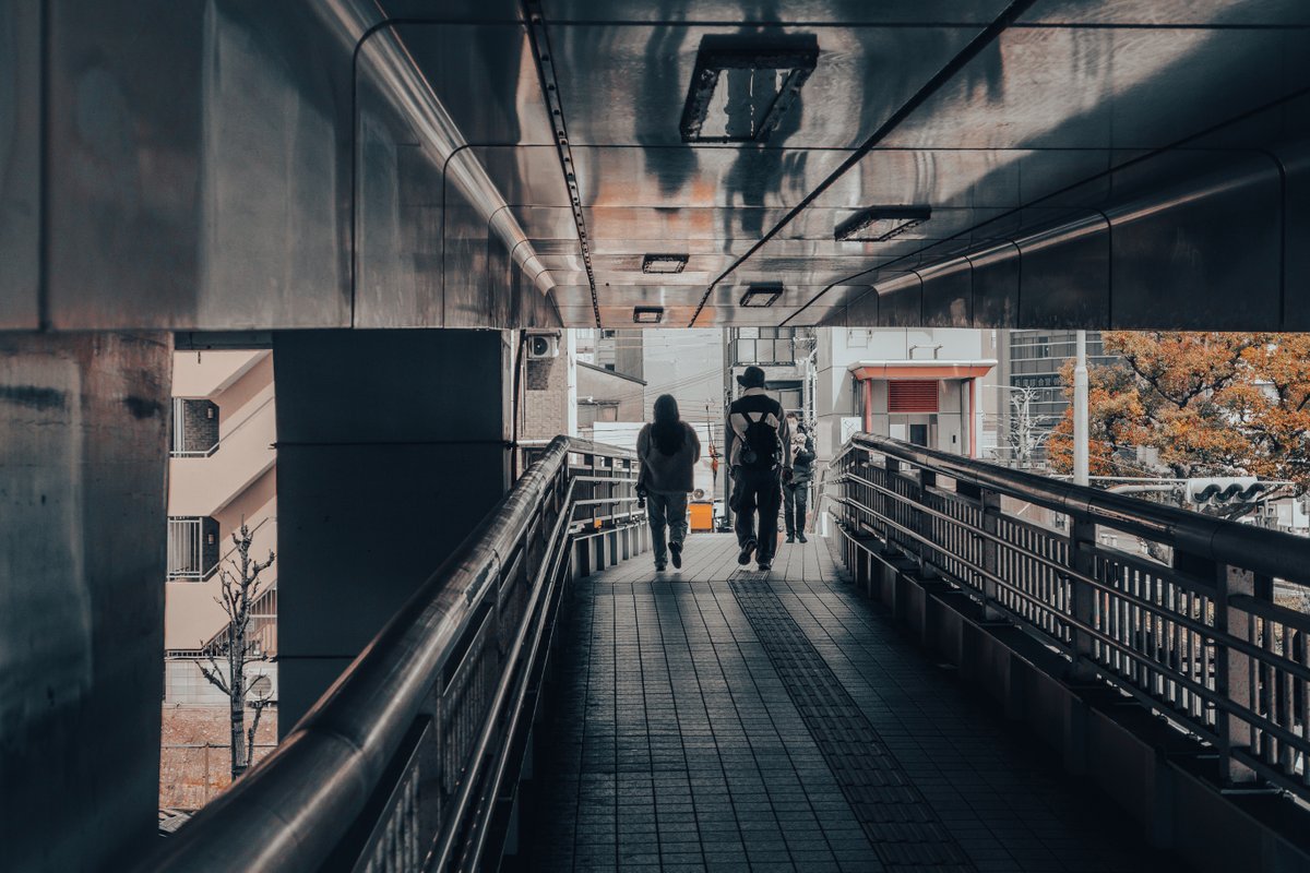 11匹の猫 tweet media