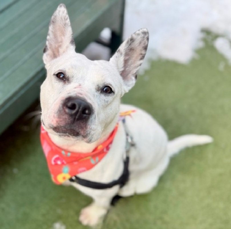 Cozy Paws🐾 tweet media