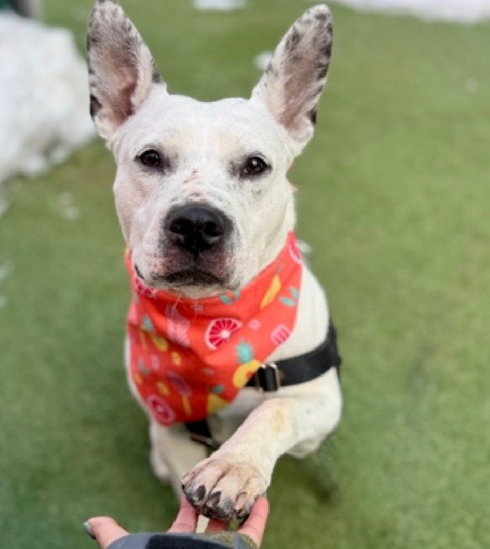 Cozy Paws🐾 tweet media