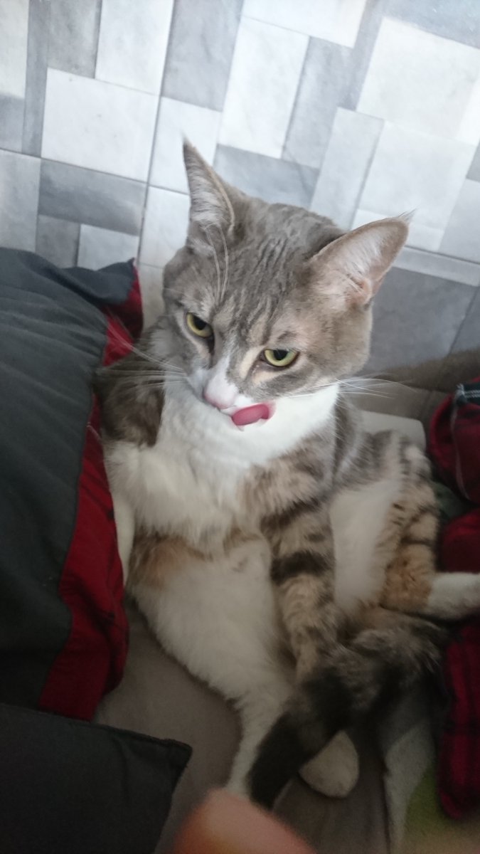 기나🇹🇼 tweet media