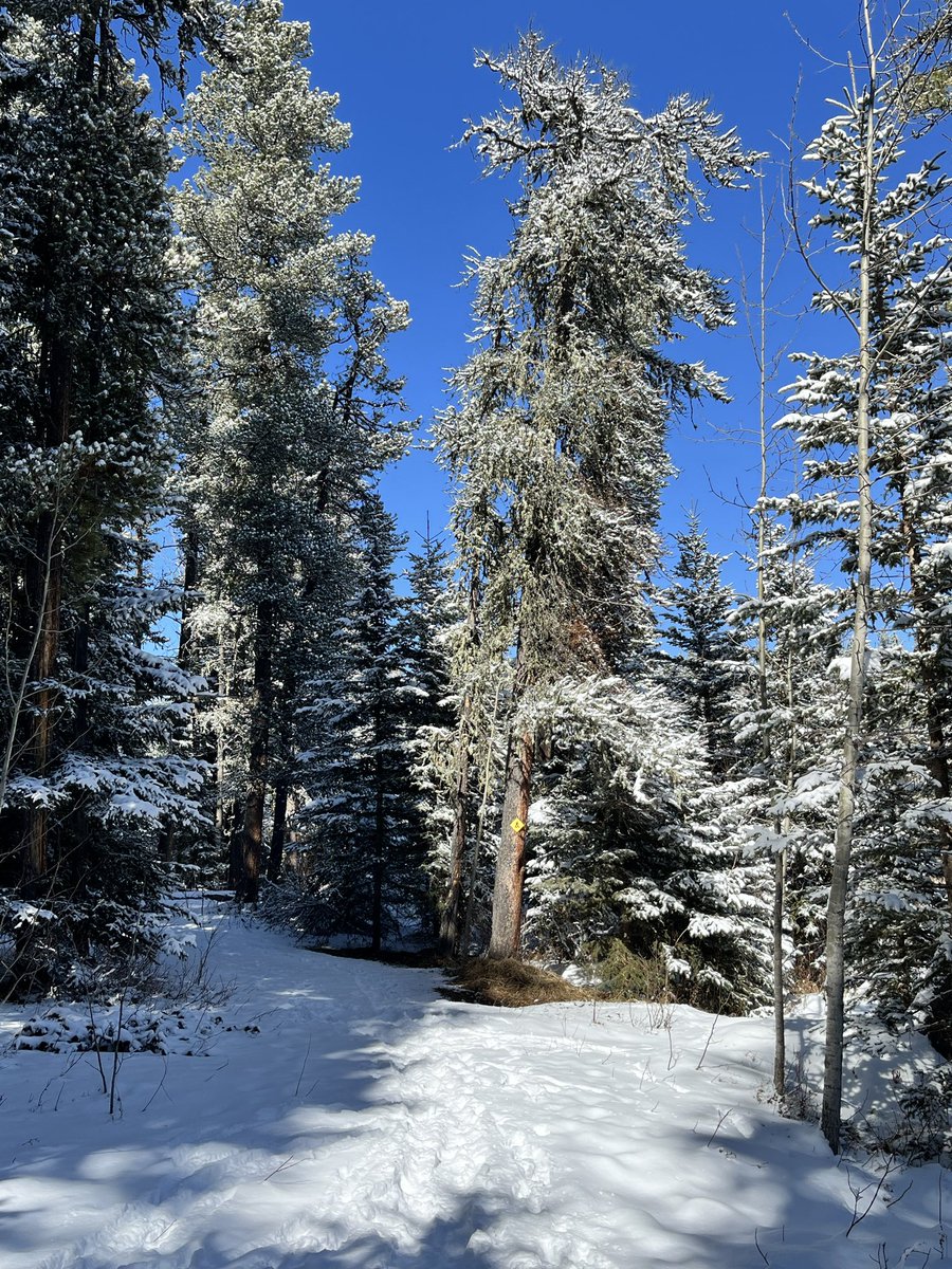 michelle d tweet media