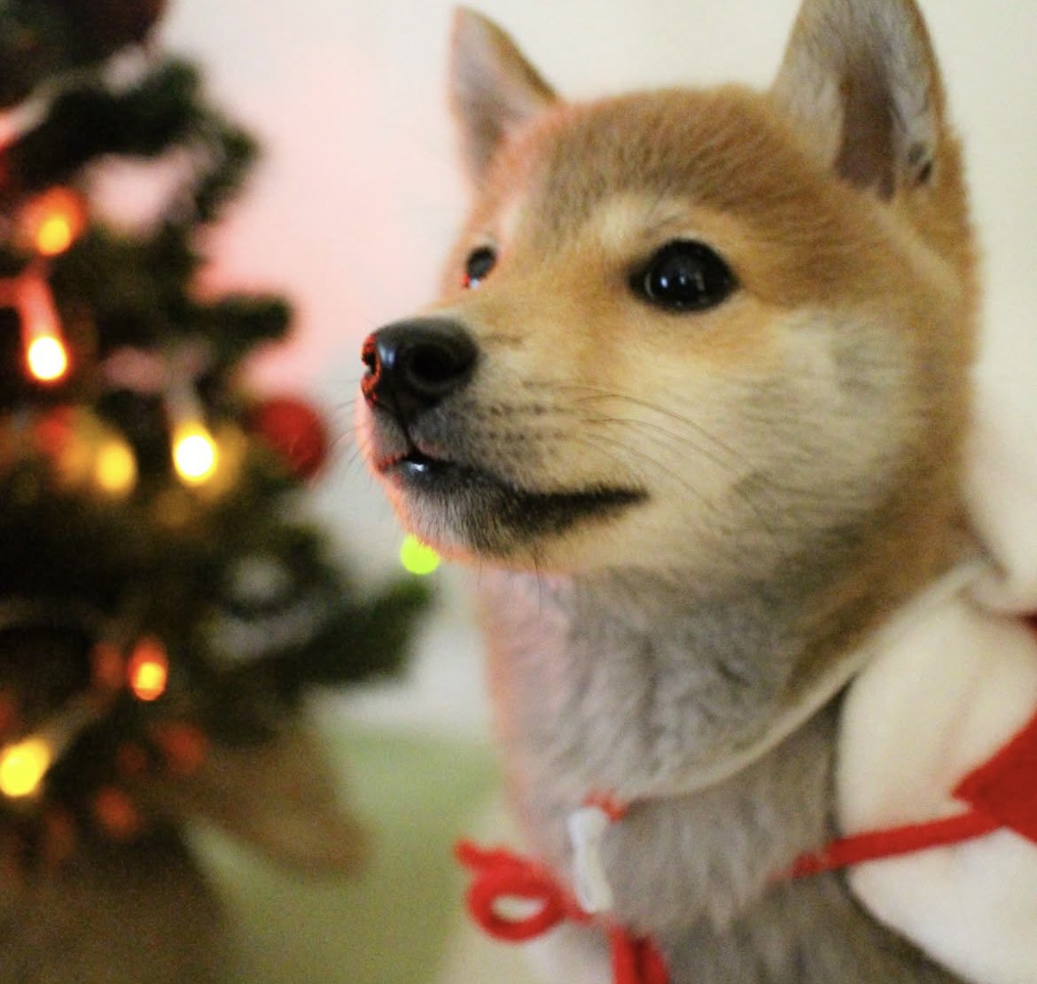 Zephyr Gazer tweet media