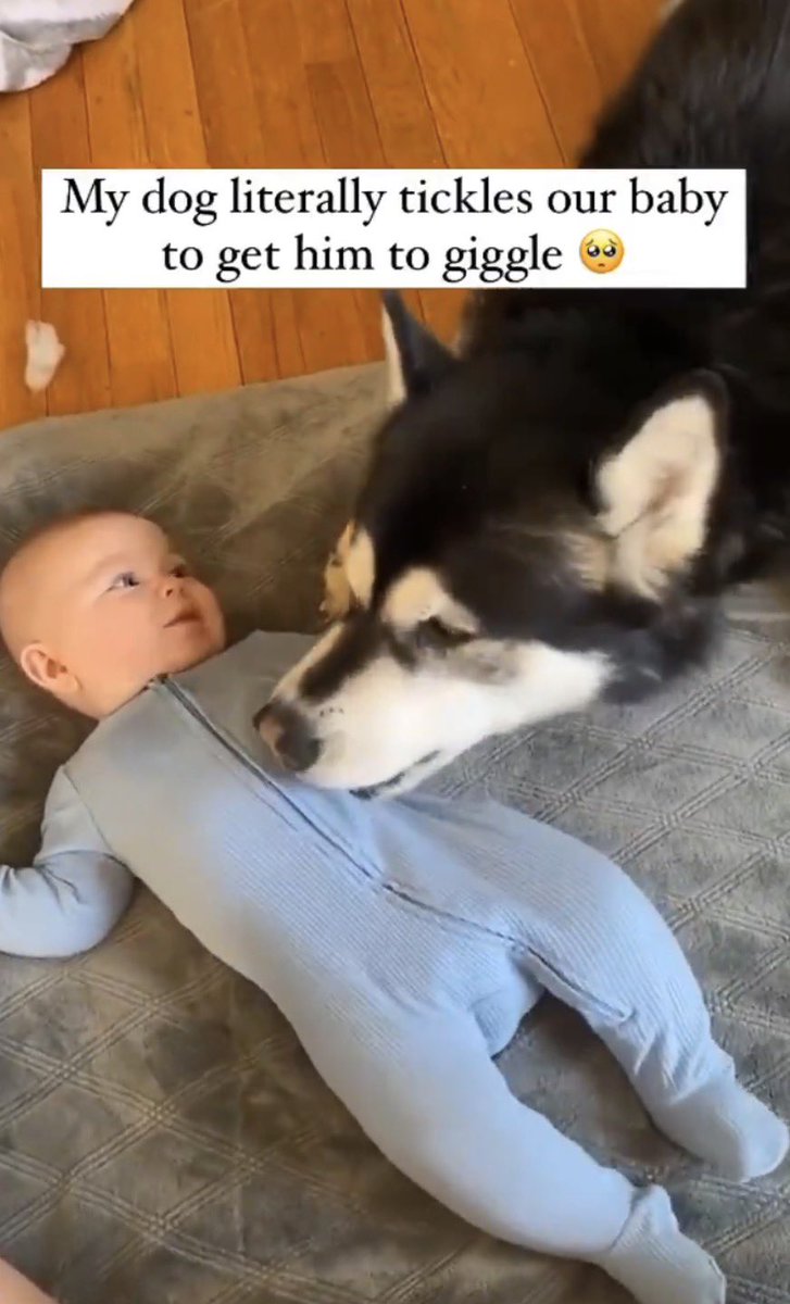 This Animal Made My Day tweet media