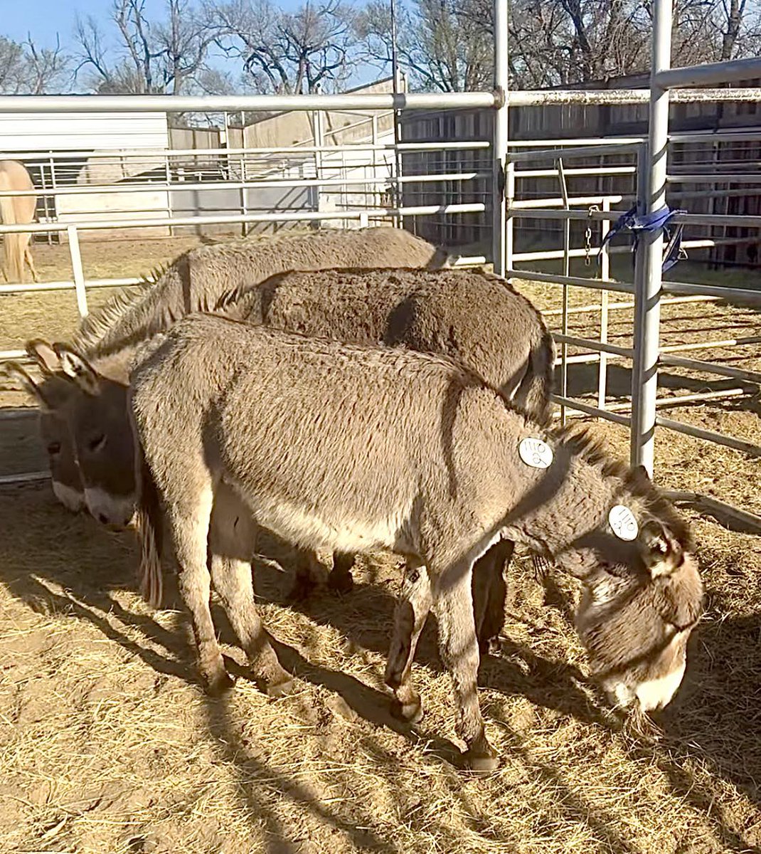 Salvation Wild Mustang Sanctuary tweet media