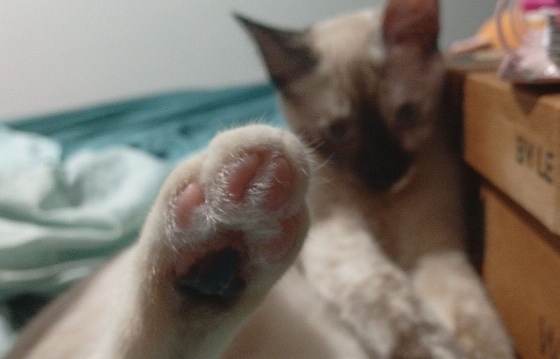 𓋹 𝐂ąɧ 🦇 tweet media