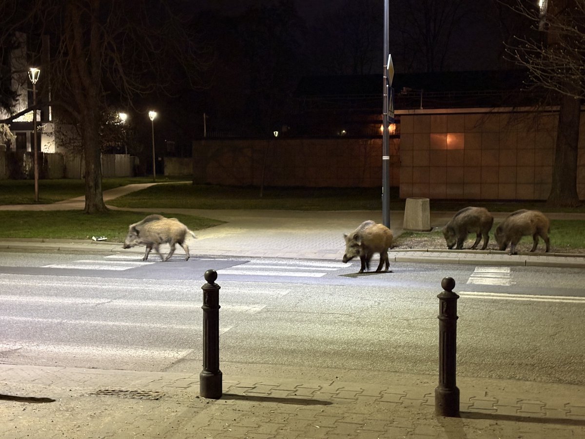 LegiaChamy tweet media